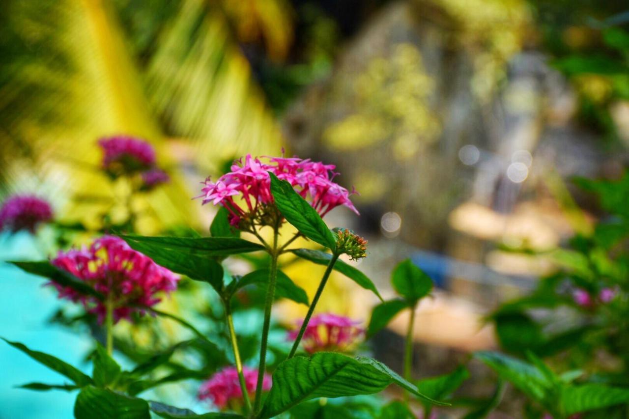 Udf Nature Villa Kandy Zewnętrze zdjęcie
